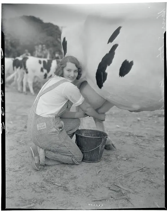 Framed Print : Young Woman Milking a Cow Framed Print : Young Woman Milking a Cow