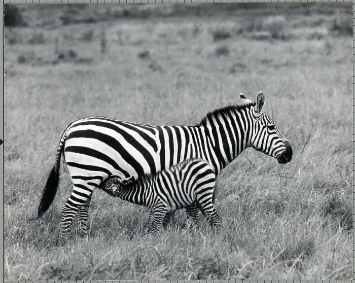 Framed Print : Young Zebra Suckling