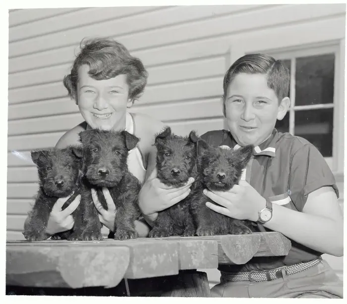 Framed Print : Youngsters Holding Litter of Scottie Pups Framed Print : Youngsters Holding Litter of Scottie Pups