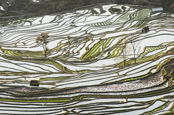 Framed Print : Yuanyang Framed Print : Yuanyang