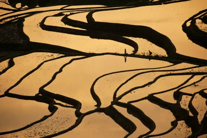 Framed Print : Yuanyang rice terrace Framed Print : Yuanyang rice terrace