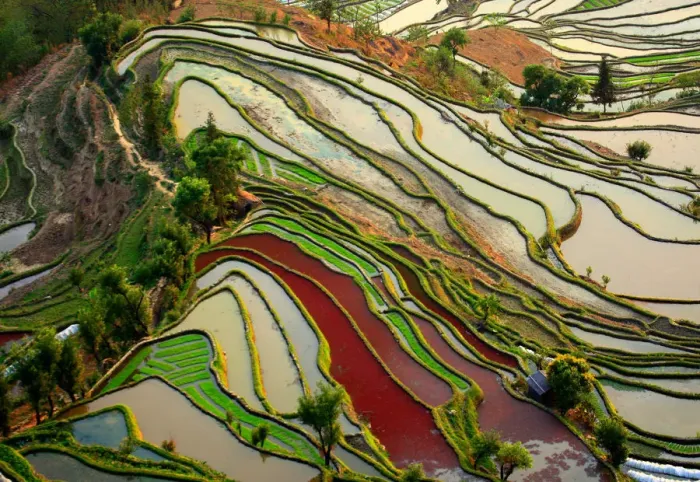 Framed Print : Yuanyang Rice Terrace Framed Print : Yuanyang Rice Terrace
