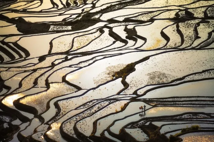 Framed Print : Yuanyang rice terrace, Yunnan, China Framed Print : Yuanyang rice terrace, Yunnan, China