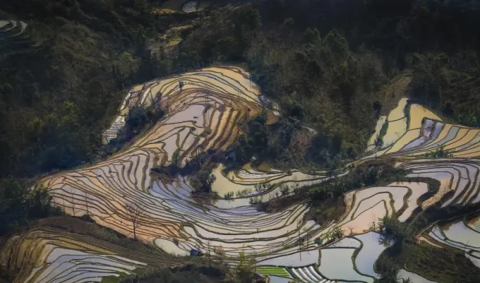 Framed Print : Yuanyang Rice Terraces