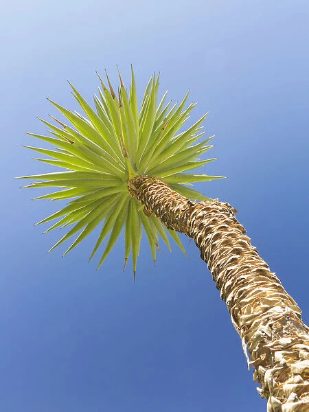 Yucca against blue sky, Italy
