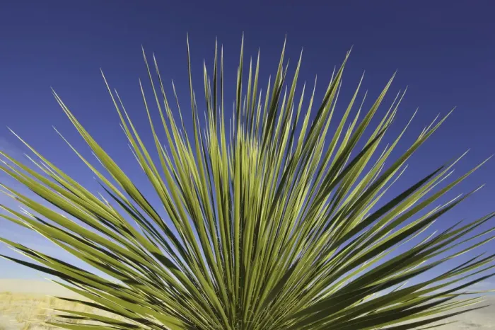 Framed Print : Yucca plant, White Sands National Monument, NM