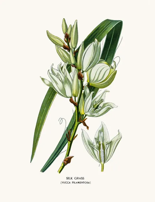 Framed Print : Yucca or Silk grass house plant Framed Print : Yucca or Silk grass house plant