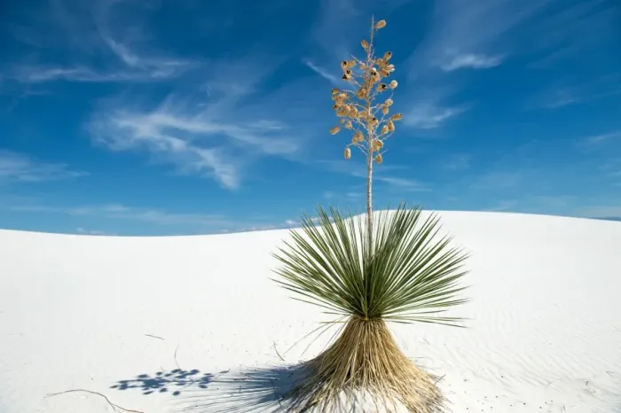 Framed Print : Yucca tree at white sands national monument Framed Print : Yucca tree at white sands national monument