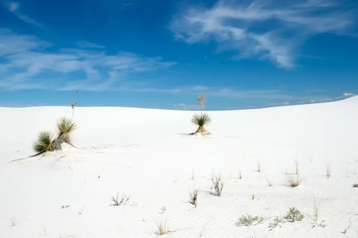 Framed Print : Yucca tree at White Sands National Monument Framed Print : Yucca tree at White Sands National Monument