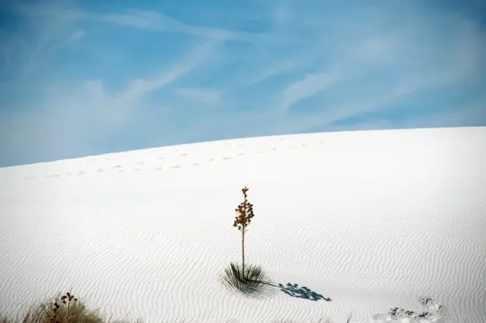 Framed Print : Yucca tree at White Sands National Monument