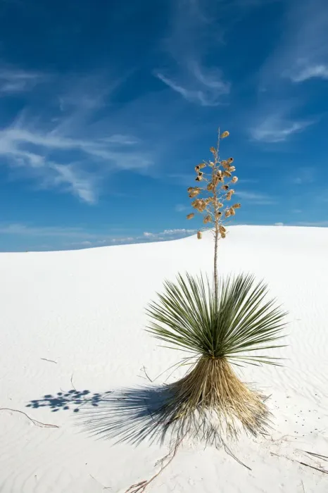Framed Print : Yucca tree at White Sands National Monument Framed Print : Yucca tree at White Sands National Monument