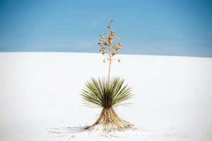 Framed Print : Yucca tree at White Sands National Monument Framed Print : Yucca tree at White Sands National Monument