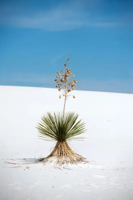 Framed Print : Yucca tree at White Sands National Monument
