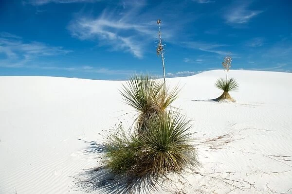 Two yucca trees at White Sands National Monument