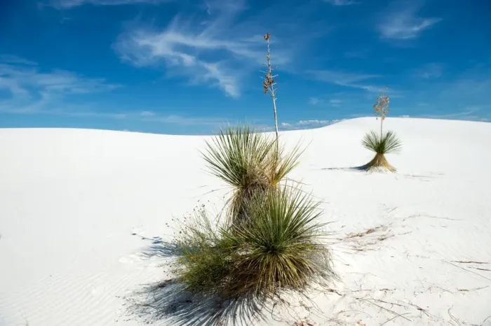 Framed Print : Two yucca trees at White Sands National Monument Framed Print : Two yucca trees at White Sands National Monument