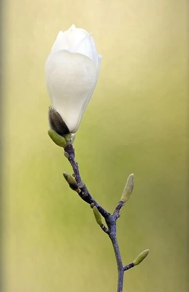 Yulan Magnolia -Magnolia denudata Desr. -
