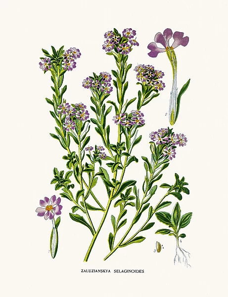 Zaluzianskya flower