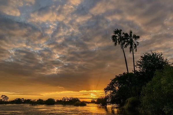 Zambezi River view at sunset with Lala palm (Hyphaene coriacea). Victoria Falls. Zambia