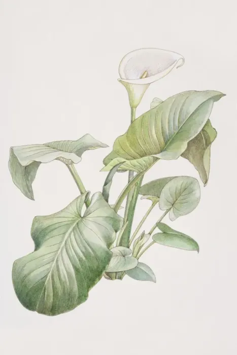 Framed Print : Zantedeschia sp. Arum Lily plant