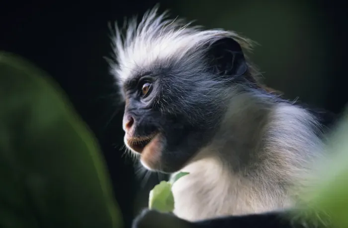 Framed Print : Zanzibar red colobus (Procolobus badius kirkii) sitting among leaves, watching, Zanzibar Framed Print : Zanzibar red colobus (Procolobus badius kirkii) sitting among leaves, watching, Zanzibar
