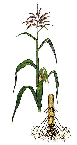 Zea mays (Maize, corn)