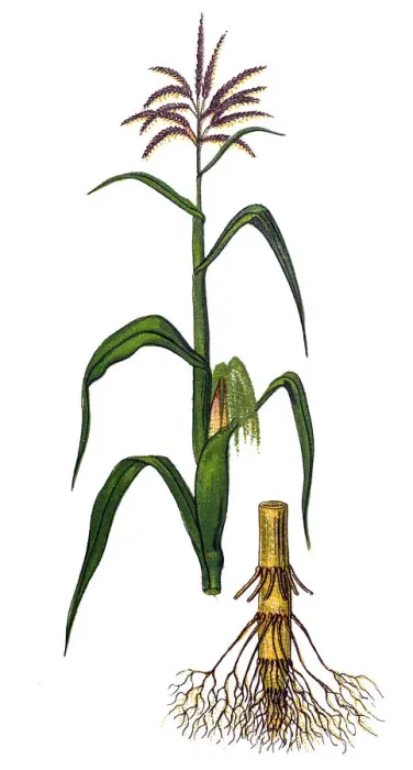 Framed Print : Zea mays (Maize, corn) Framed Print : Zea mays (Maize, corn)
