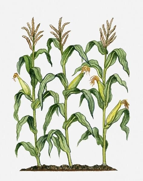 Zea mays (Maize) with eras, silk, flowers and green leaves on tall stalks