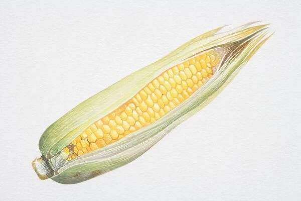 Zea zaccharata, Corn on the cob