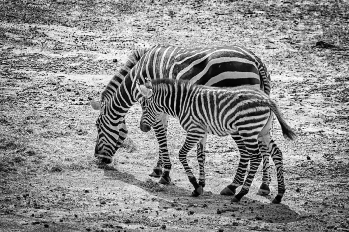 Framed Print : Two Zebra. Zebra with her offspring in black and white Framed Print : Two Zebra. Zebra with her offspring in black and white