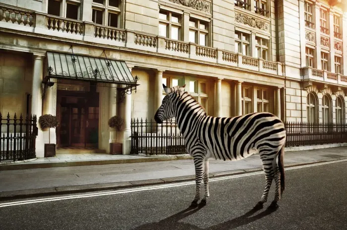 Framed Print : zebra crossing on the road Framed Print : zebra crossing on the road