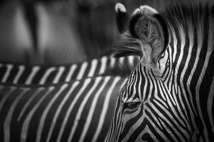 Framed Print : Zebra Ears, Eyes, Rear and Stripes of Grevy's Zebra Framed Print : Zebra Ears, Eyes, Rear and Stripes of Grevy's Zebra