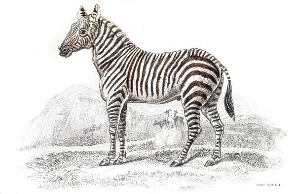 Zebra engraving