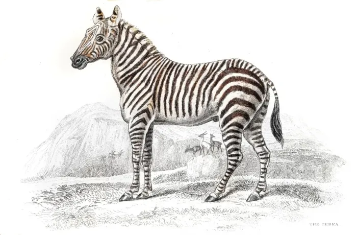 Framed Print : Zebra engraving Framed Print : Zebra engraving