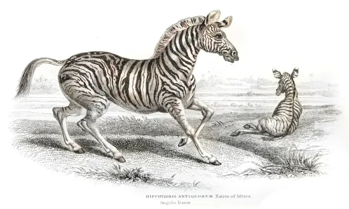Framed Print : Zebra engraving 1841 Framed Print : Zebra engraving 1841