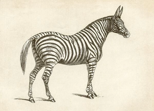 Zebra engraving 1851