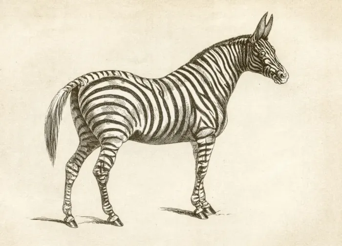 Framed Print : Zebra engraving 1851 Framed Print : Zebra engraving 1851