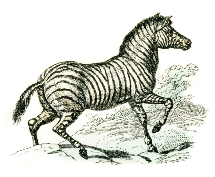 Framed Print : Zebra engraving 1872 Framed Print : Zebra engraving 1872
