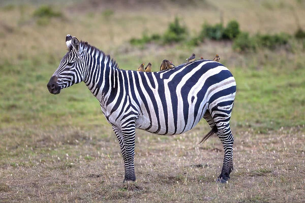 Zebra -Equus quagga- with Oxpecker -Buphagus-, Masai Mara National Reserve, Kenya, East Africa, Africa, PublicGround