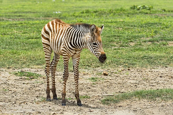 Zebra foal, Zebra -Equus quagga-, Ngorongoro Crater, Tanzania