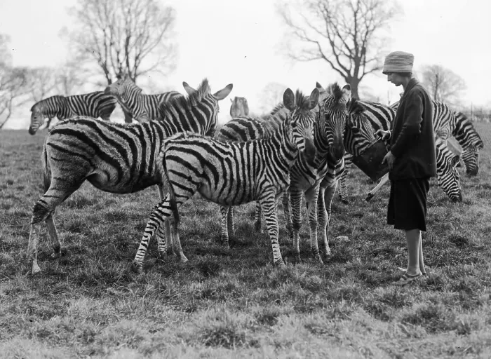 Framed Print : Zebra Herd Framed Print : Zebra Herd
