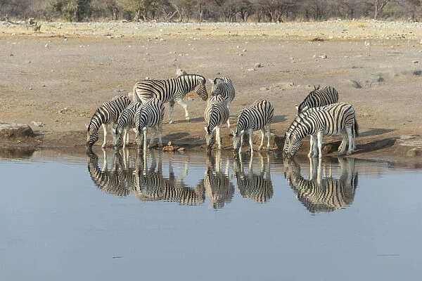 Zebra herd drinking, Burchells zebras -Equus quagga burchellii-, Chudop water hole, Etosha National Park, Namibia