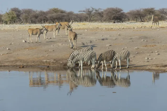 Framed Print : Zebra herd drinking, Burchells zebras -Equus quagga burchellii-, behind elands -Taurotragus oryx-, Chudop water hole, Etosha National Park, Namibia Framed Print : Zebra herd drinking, Burchells zebras -Equus quagga burchellii-, behind elands -Taurotragus oryx-, Chudop water hole, Etosha National Park, Namibia