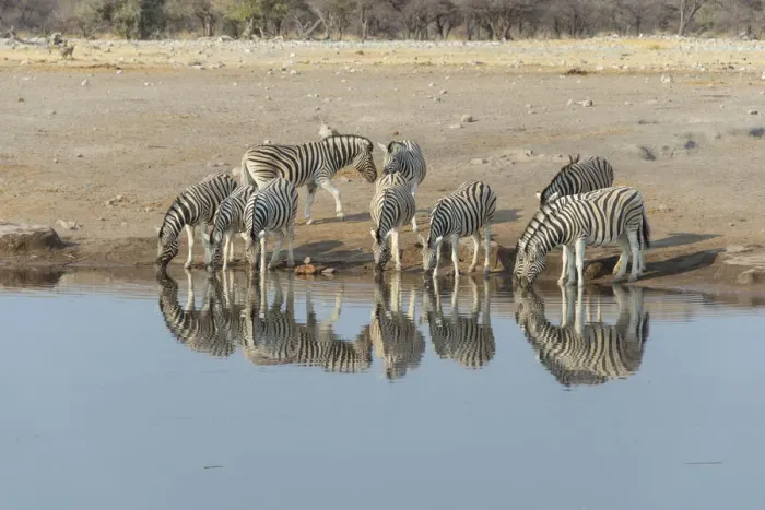Framed Print : Zebra herd drinking, Burchells zebras -Equus quagga burchellii-, Chudop water hole, Etosha National Park, Namibia Framed Print : Zebra herd drinking, Burchells zebras -Equus quagga burchellii-, Chudop water hole, Etosha National Park, Namibia