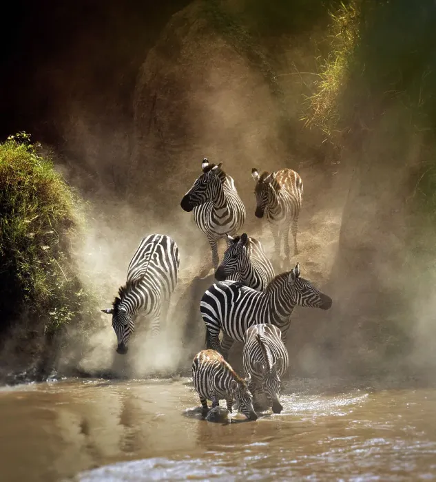 Framed Print : Zebra Migration Crossing the Mara River Framed Print : Zebra Migration Crossing the Mara River