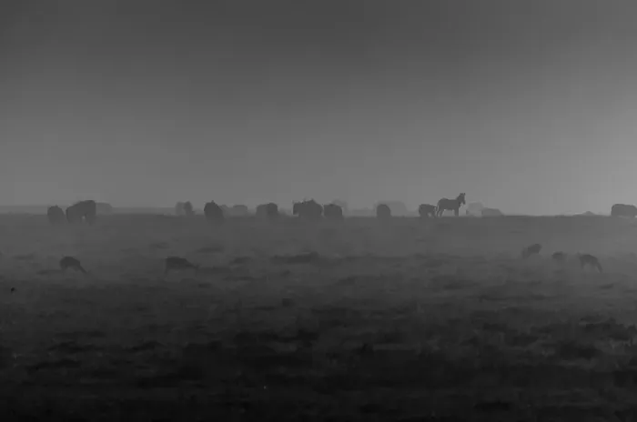 Framed Print : Zebra in Mist Framed Print : Zebra in Mist