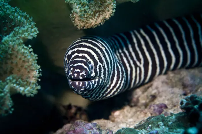 Framed Print : Zebra Moray -Gymnomuraena zebra-, Gulf of Oman, Oman Framed Print : Zebra Moray -Gymnomuraena zebra-, Gulf of Oman, Oman