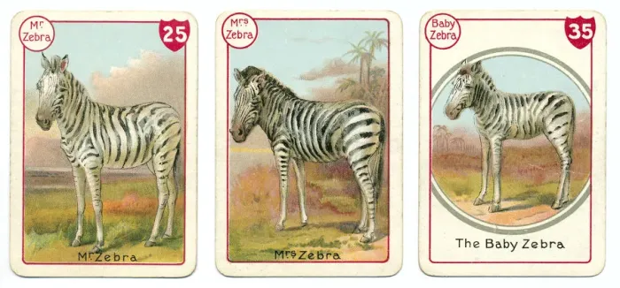 Framed Print : Three zebra playing cards Victorian animal families game Framed Print : Three zebra playing cards Victorian animal families game