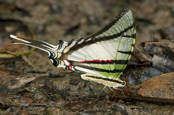 Zebra Swallowtail Butterfly -Euritides protesilanus, Papilionidae-, Tiputini rain forest, Yasuni National Park, Ecuador, South America