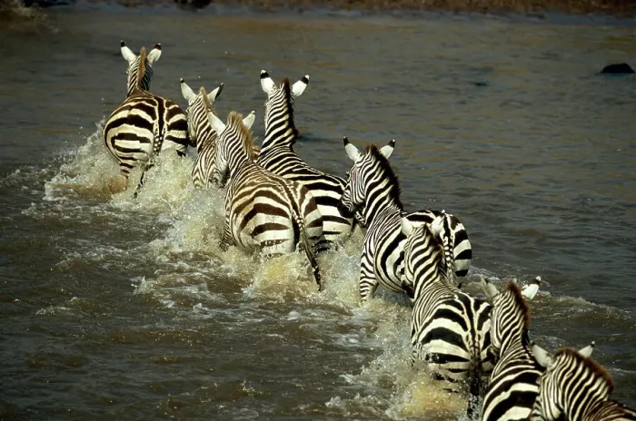 Framed Print : Zebras (Equus burchelli) crossing river, rear view