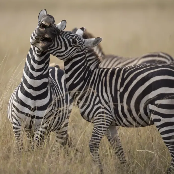 Framed Print : Zebras (Equus Burchelli) playing on savannah